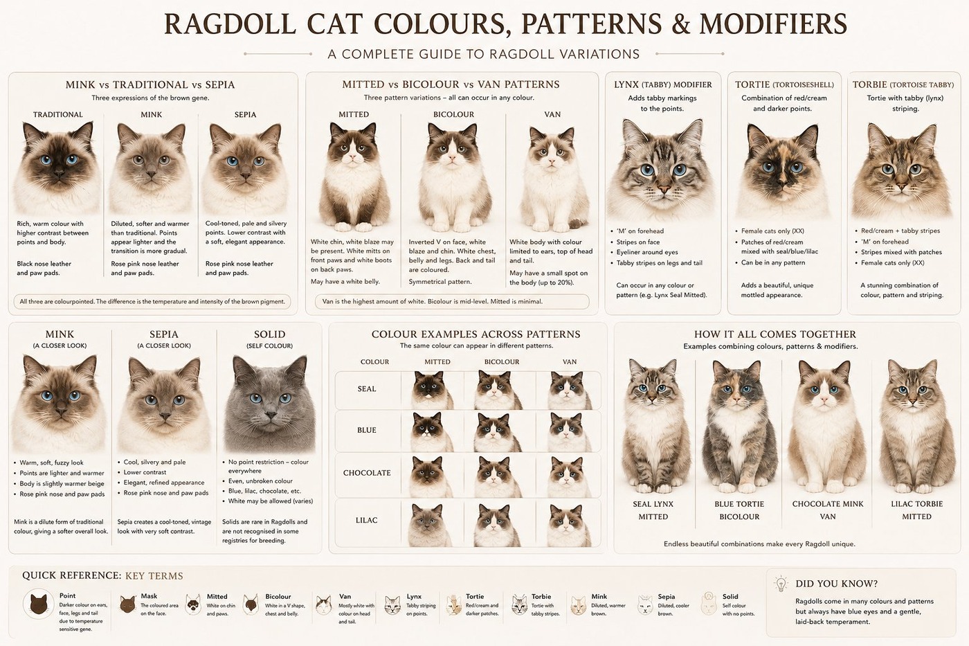 Ragdoll Cat Colours & Patterns — Complete Australian Guide (2026)